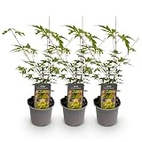 Acer Palmatum Sangokaku – 3 plantas – 12 cm – Altura aprox. 35 cm – Arce japonés caducifolio con hojas verdes de verano y coloración otoñal naranja amarilla