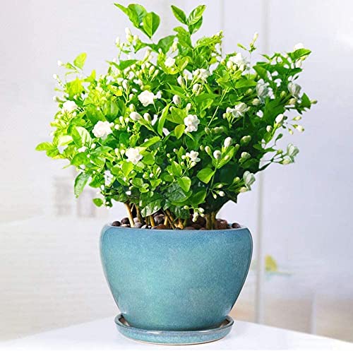 Grand pot de fleurs céramique stable contre le renversement des cactus - 5