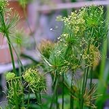 Papyrus, stauden winterhart mehrjährig zyperngras teich, kräutersamen seltene exotische zyperngras...