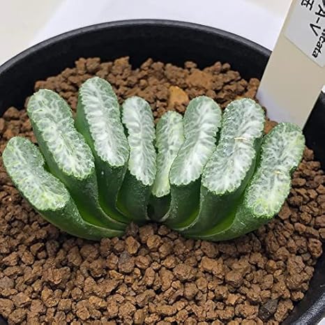 Amazon 多肉植物 ハオルチア 玉扇 ニシa V 玉扇 白玉 M 観葉植物 オンライン通販 Amazon 多肉植物 ハオルチア 玉扇 ニシa V 玉扇 白玉 M 観葉植物 オンライン通販
