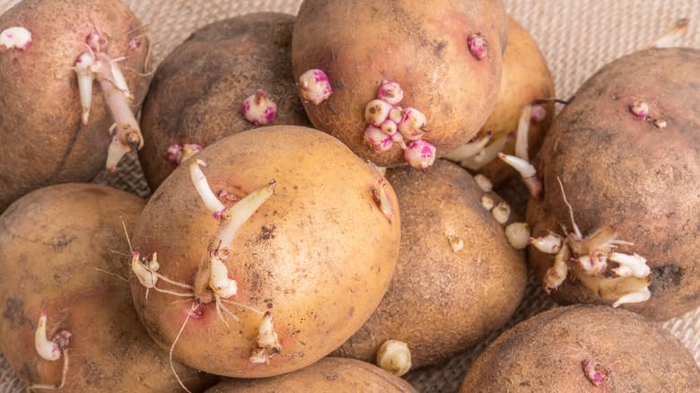 Yukon Gold Seed Potatoes Non-GMO Blue Tag Certified Golden Yellow Skin Creamy Yellow Flesh Determinate Variety Ready Fo Planting