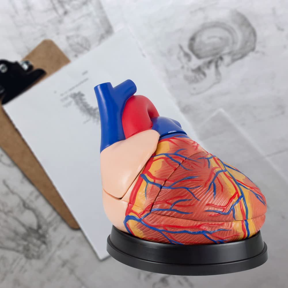 Anatomie Modell Herz des Menschen menschlicher Anatomiemodell Körper Anatomisches Menschliches Herzmodell menschliche Modelle Gross 34 cm MedMod