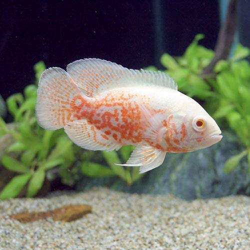 オスカーの飼育方法 | そうだ、熱帯魚を飼おう