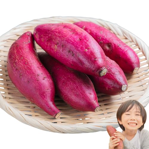 y2025NzY 󂠂 VNXC[g 20s yIׂ 2kg/5kg/10kg/20kgz܂ 󂠂 JɎn I__ Tc}C Ï (2kg)