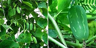 OhhSome Gardening Plant Scarlet Gourd/Tondli Exotic (Stem Cutting) Ornamental/Vegetable (Healthy Live Plant)