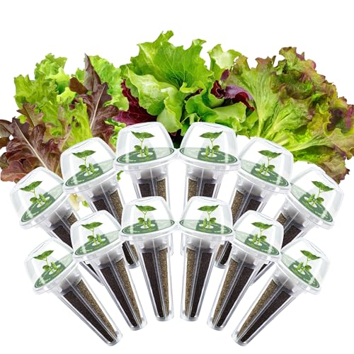 Lettuce Seed Pods Kit for Hydroponic 12 Pods Red&Green Leaf Lettuce Grow Anything Kit for Indoor Hydroponics Growing System Hydroponics Supplies with 12 Grow Sponges 12 Plant Baskets