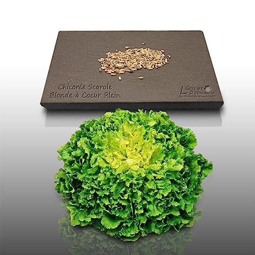250 graines à semer - Le Grenier d'Abondance - CHICOREE SCAROLE Blonde à cœur plein - Cichorium
