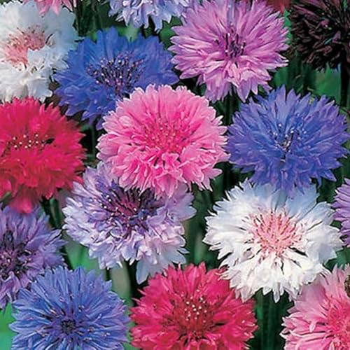 Cornflower Polka Dot Mix Seeds - 200 Native UK Wild Flower Seeds for Attracting Birds Bees Wildlife Pollinators Suitable for Growing Outdoors in Meadows Fields and Gardens by Meldon Seeds