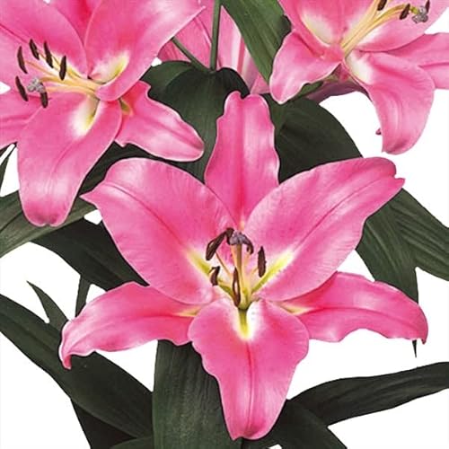 カサブランカ 花 ピンク 球根の人気商品 通販 価格比較 価格 Com カサブランカ 花 ピンク 球根の人気商品 通販 価格比較 価格 Com