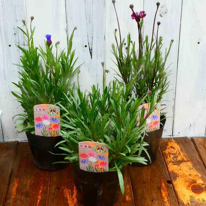 Amazon | 矢車菊 苗 花色お任せ 4号ポット ヤグルマギク 春の花