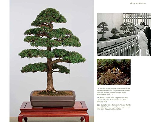 Bonsai And Penjing: Ambassadors Of Peace & Beauty #TOP5