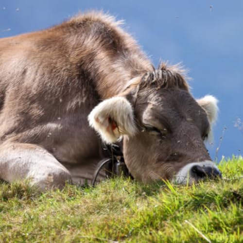 Raising Chickens - Chapter 1