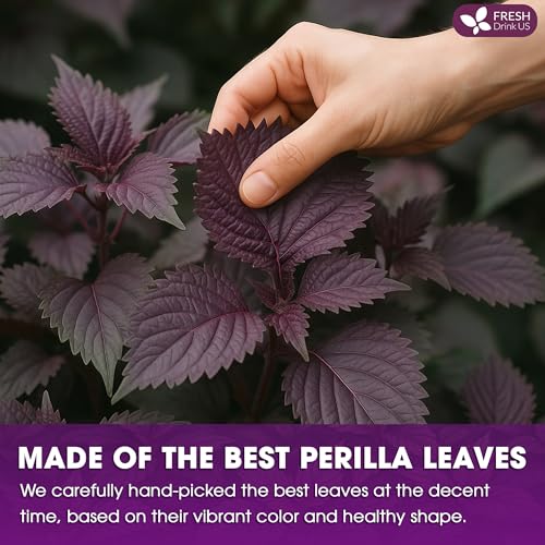 Image of FreshDrinkUS, Premium Perilla Leaf Tea - 75 Tea Bags | 100% Pure Perilla Leaves | Caffeine-Free, Non-GMO, Natural Packaging | Herbal Tea Bags for Daily Enjoyment. Gluten-Free. Sugar-Free. Vegan