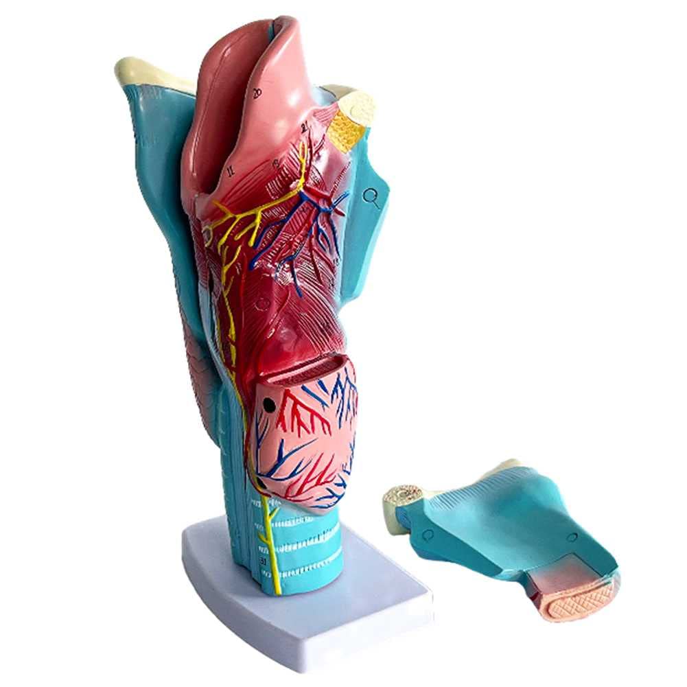 Modèles d'anatomie du corps humain pour comprendre la structure du larynx en deux parties