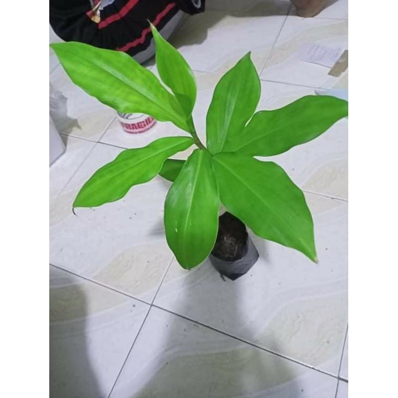 Cloud Farm Live Insulin Plant/Costus Igneus Plant For Diabetes Treatment CF-04 (B0BDGQBQ9C) Amazon Price History, Amazon Price Tracker