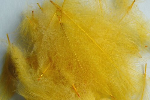 Pechetruite 1g - plumes de CDC (Cul de Canard) JAUNE - pour montage de mouche de peche