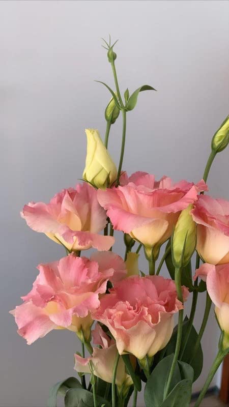 Ritz Farming® Lisianthus flower seeds | Lisianthus peach flower Seeds for Home pots | all Season Flowering Seeds for Home And Kitchen Gardening pack of 30-40 seeds (B0C342WJGS) Amazon Price History, Amazon Price Tracker
