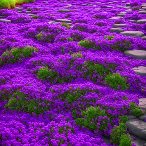 Creeping Thyme Plant(~210000pcs) Wild Thyme Flower Seeds Rock Cress Ground Cover Seeds Carpet Evergreen Plant for Landscaping Lawn Alternative