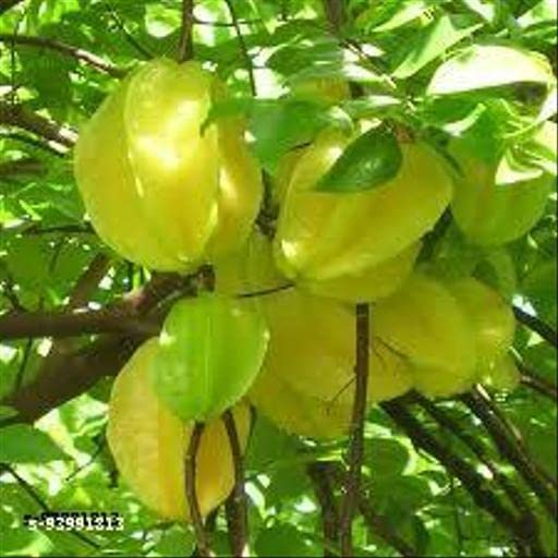 Sarika Nursery Rainbow Garden Star Fruit Plant Fruit & Fruit Trees Amazon.in Garden & Outdoors