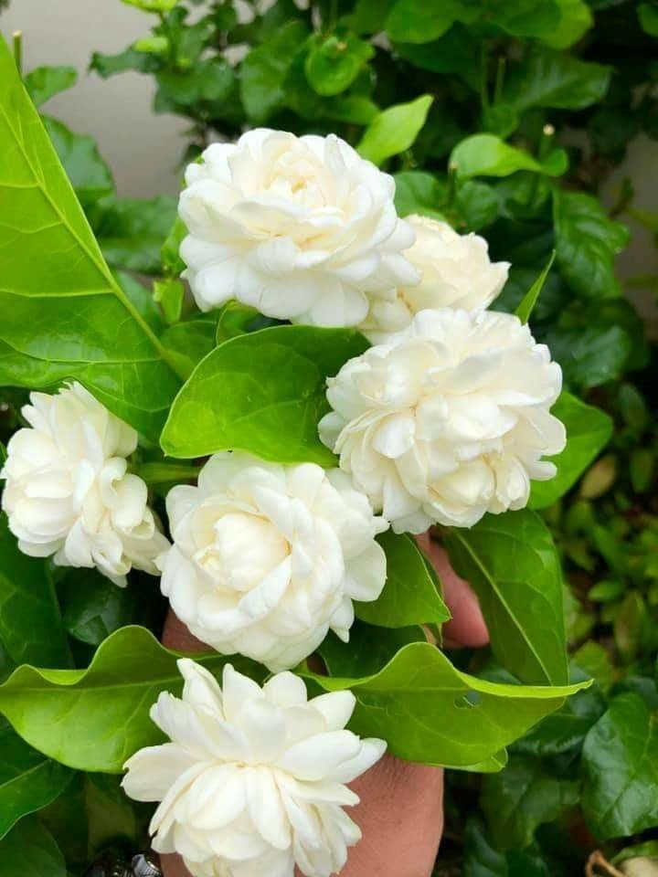 Image of Live Jasminum Sambac 'Butt Mogra' |Jasmine Plant | Aromatic Flower Plant For Home Garden With Pot (MOGRA PLANT)