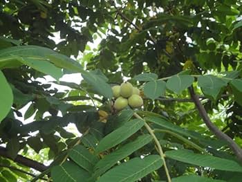 Amazon.co.jp: クルミ：信濃クルミ（しなのくるみ）実生苗4.5号ポット