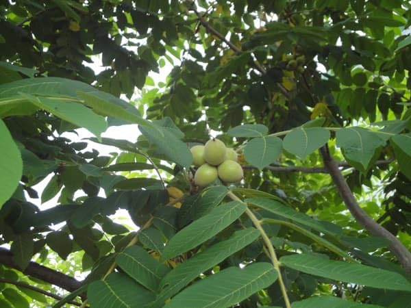 Amazon.co.jp: クルミ：信濃クルミ（しなのくるみ）実生苗4.5号ポット