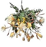 Live Yellow Epiphylllum Orchid Plant RIC Rac Zig Zag Cactus Plant in 4 Inch Pot, Frangant Flowers, Fishbone Cactus Indoor Houseplant