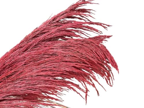 Pampas Grass Grande Natural 80-120cm 12 unidades miniatura 1