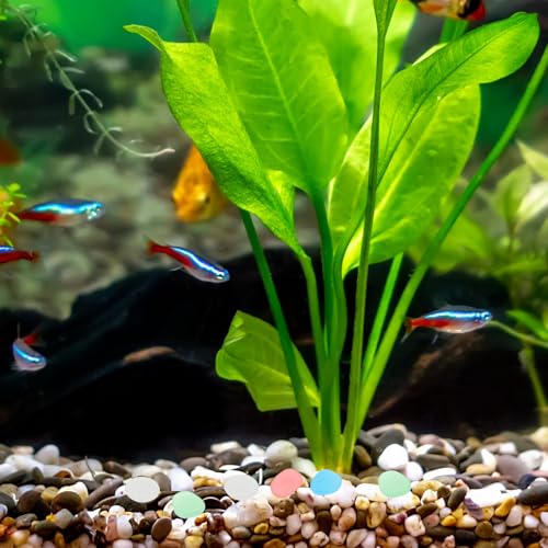 Piedras luminosas seguras para mascotas que iluminan macetas e interiores 4