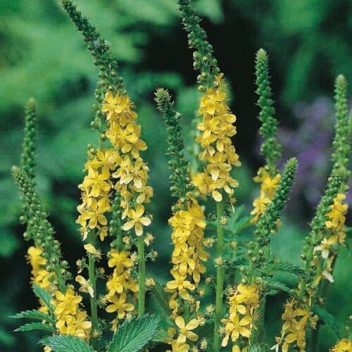 Herb Seeds - Agrimony - 400 Seeds by Wafer
