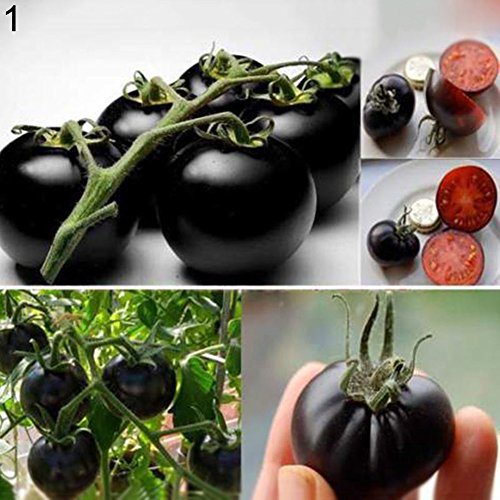 Tomato Seeds,Catkoo 200Pcs Rainbow Tomato Seeds Garden Organic Fruit Vegetable Plant Home Yard Decor - Black