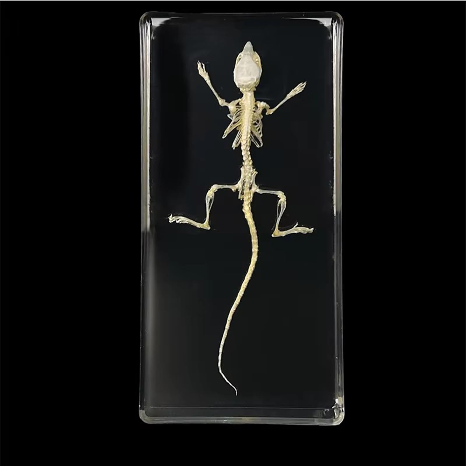 Taxidermy Insect Resin Skeleton, Real Animal Skeleton Block Embedded Specimen for Science Education(White Rat Skeleton)
