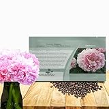 Outsidepride Peony Pale Rose Poppy Seeds for Planting - 5,000 Pcs Annual, Drought-Tolerant & Easy to Grow Wildflower Seeds with Vibrant Light Pink Blooms for Landscaping, & Pollinator Garden