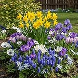 DUTCH BULBS EXCLUSIVE PLANTS FROM HOLLAND