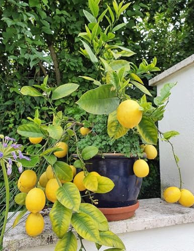 Image of Live Hybrid Kagzi Lemon Tree Plant | Grows Year-Round | Perfect for Home & Terrace Gardening