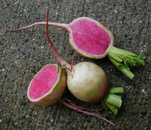 250+ ct Radish : Watermelon (RFS) Radish Fresh
