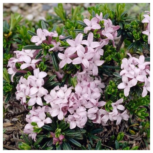 YouGarden Daphne 'Pink Fragrance', 25cm Tall Established Plant in 13cm Pot, Highly Fragrant, Long-Flowering, Great for Pots