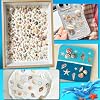 HAPYSHOOP 2000 PCS Tiny Sea Shells Mini Shells for Crafting & 20 Small Starfish for Fish Tank and Vase Filler,Home Decorations Candle Decor Beach Theme Party DIY Craft Supplies #4