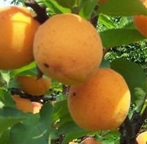 Albero Albicocco Serie Carmingo - Età 3 anni