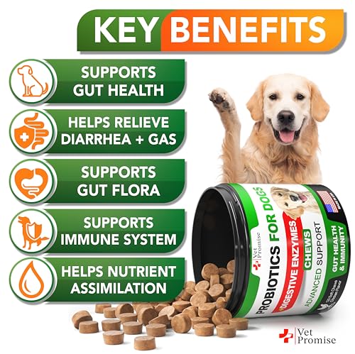 Probiotics for Dogs – Dog Probiotics and Digestive Enzymes for Gut Health, Itchy Skin, Allergies, Immunity, Yeast Balance – Prebiotics – Reduce Diarrhea, Gas – 120 Probiotic Chews Supplement for Dogs Probiotics for Dogs – Dog Probiotics and Digestive Enzymes for Gut Health, Itchy Skin, Allergies, Immunity, Yeast Balance – Prebiotics – Reduce Diarrhea, Gas – 120 Probiotic Chews Supplement for Dogs