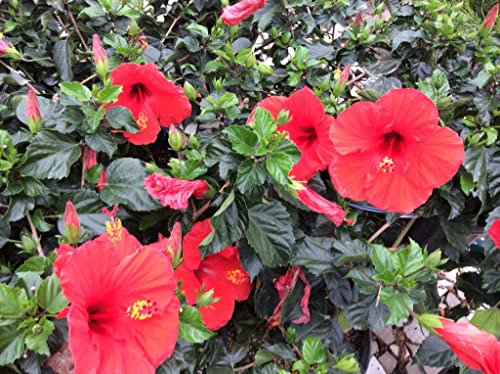 Braing Food 100 Pcs Red Hibiscus Seeds For Planting - Non-Gmo Perennial Hardy Giant Hibiscus Tree Flowers Plant Seeds (Red Hibiscus) #TOP2