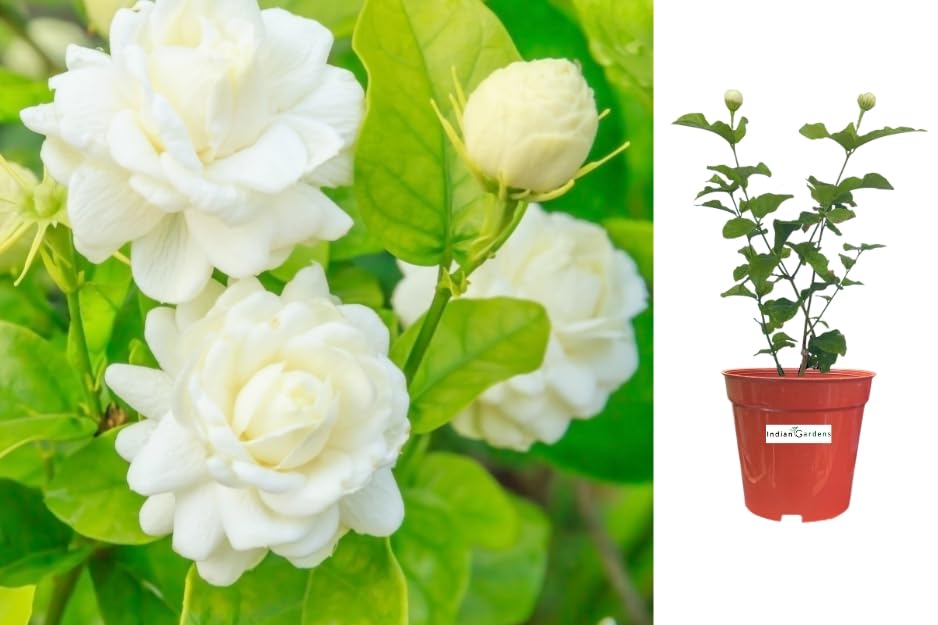 Indian Gardens - Mogra Jasmine / 7 Round Jasmine live plant | Indoor & Outdoor Plant | Arabian Jasmine | White Jasmine (6 inch Brown) (B0CFM2V5ZF) Amazon Price History, Amazon Price Tracker