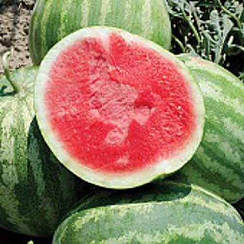 Red Rock Watermelons (Seedless)(Non GMO Organic Vegetable Fruit Garden Seeds) Non-Hybrid by Home Decorium