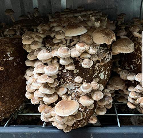 100 Grams of Shiitake Mushroom Spawn Mycelium to Grow Gourmet and Medicinal Mushrooms at Home or commercially - Use to Grow on Sawdust Blocks - G1 or G2 Spawn - Image 3
