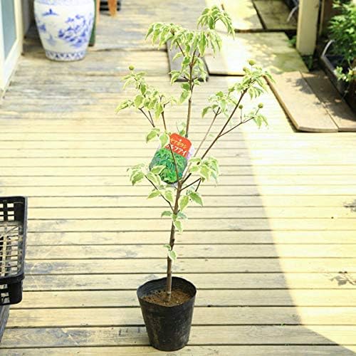 Amazon 庭木 植木苗 ヤマボウシ ウルフアイ 樹高60cm 植木 Amazon 庭木 植木苗 ヤマボウシ ウルフアイ 樹高60cm 植木