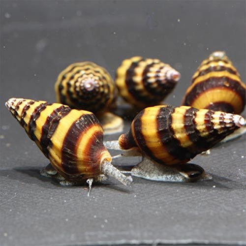 貝　まとめ売り PX 10トランスポインター - スキャナーとセンサー - Hilti Japan