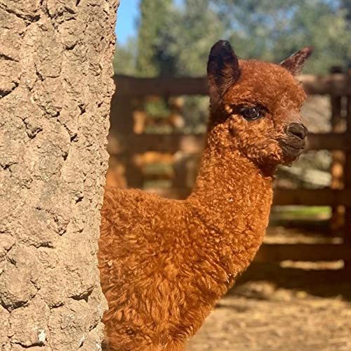 Silos- “Alpaca: animali da pet therapy e business straordinario” con Michele Belli