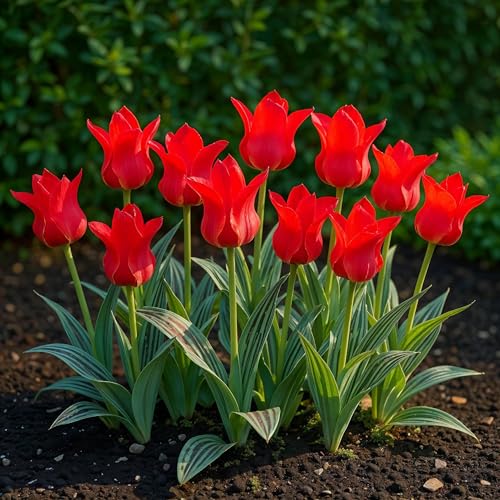 GreenboutiQ - Bulbes à fleurs - Tulipe Greigii Red - Couleur Rouge - 15 pièces - Taille de bulbe 11/12 - Pack XXL