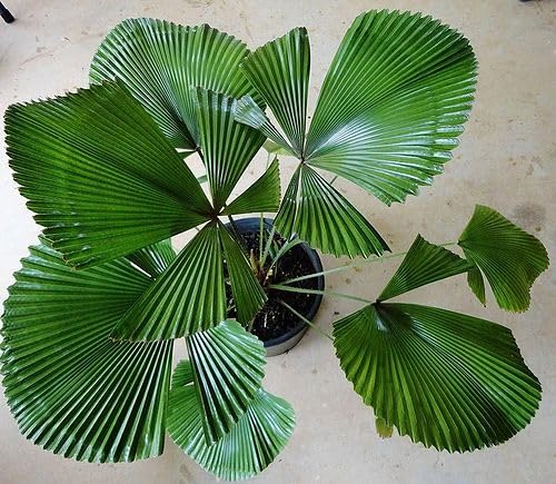AWADH GRACIOUS - Licuala Cordata Plant - Very Rare & Exotic Plant - Pack of 1 Plant.