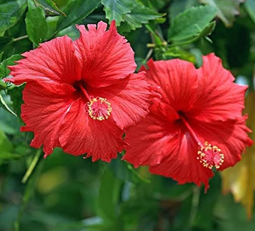 SKYCOM Gudhal Live Plant Red Hibiscus Flower Plant (B0CN3V3LJX) Amazon Price History, Amazon Price Tracker